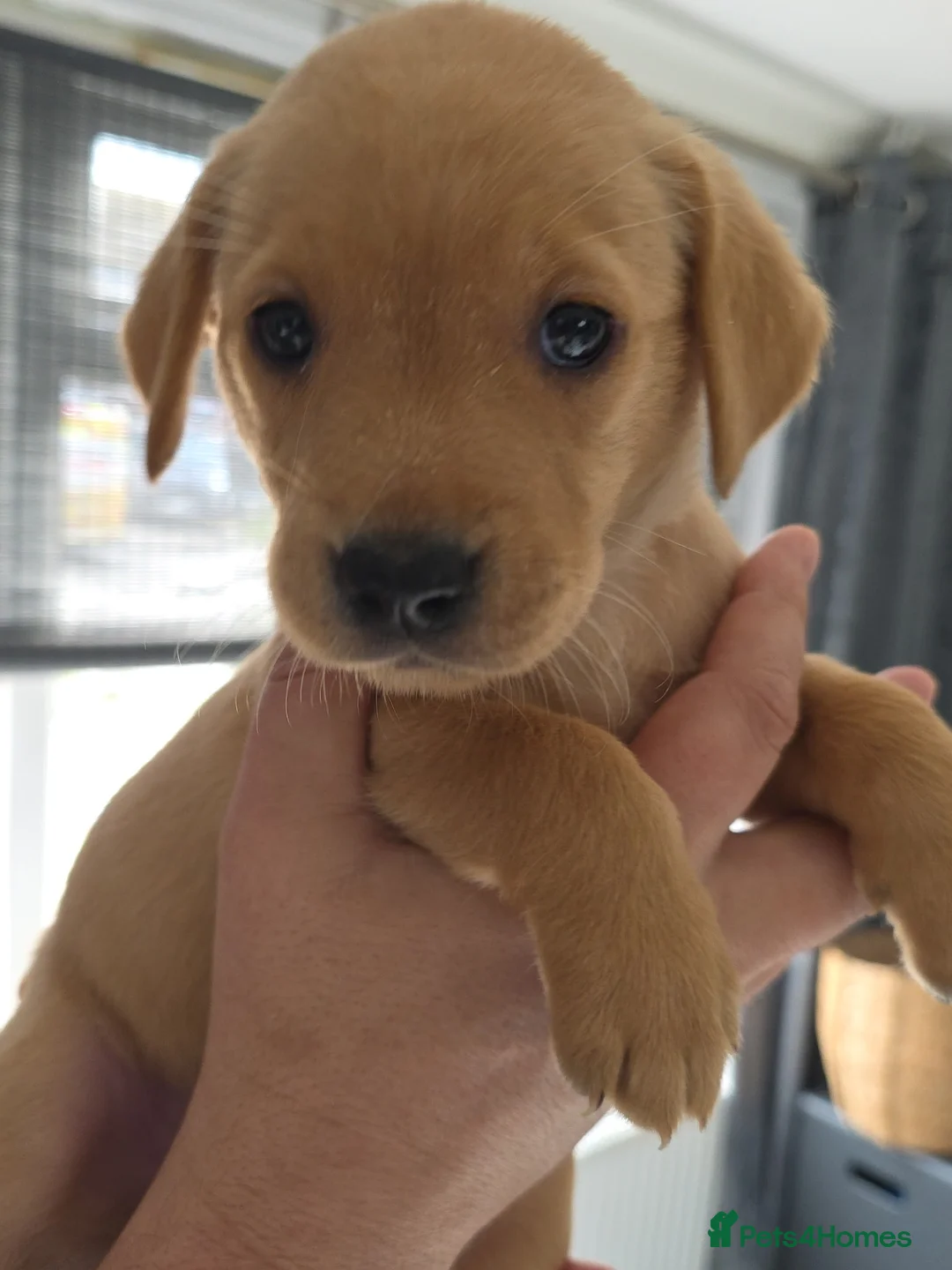 Labrador Retriever dogs for sale: Female labrador puppy in Corby - Advert 2