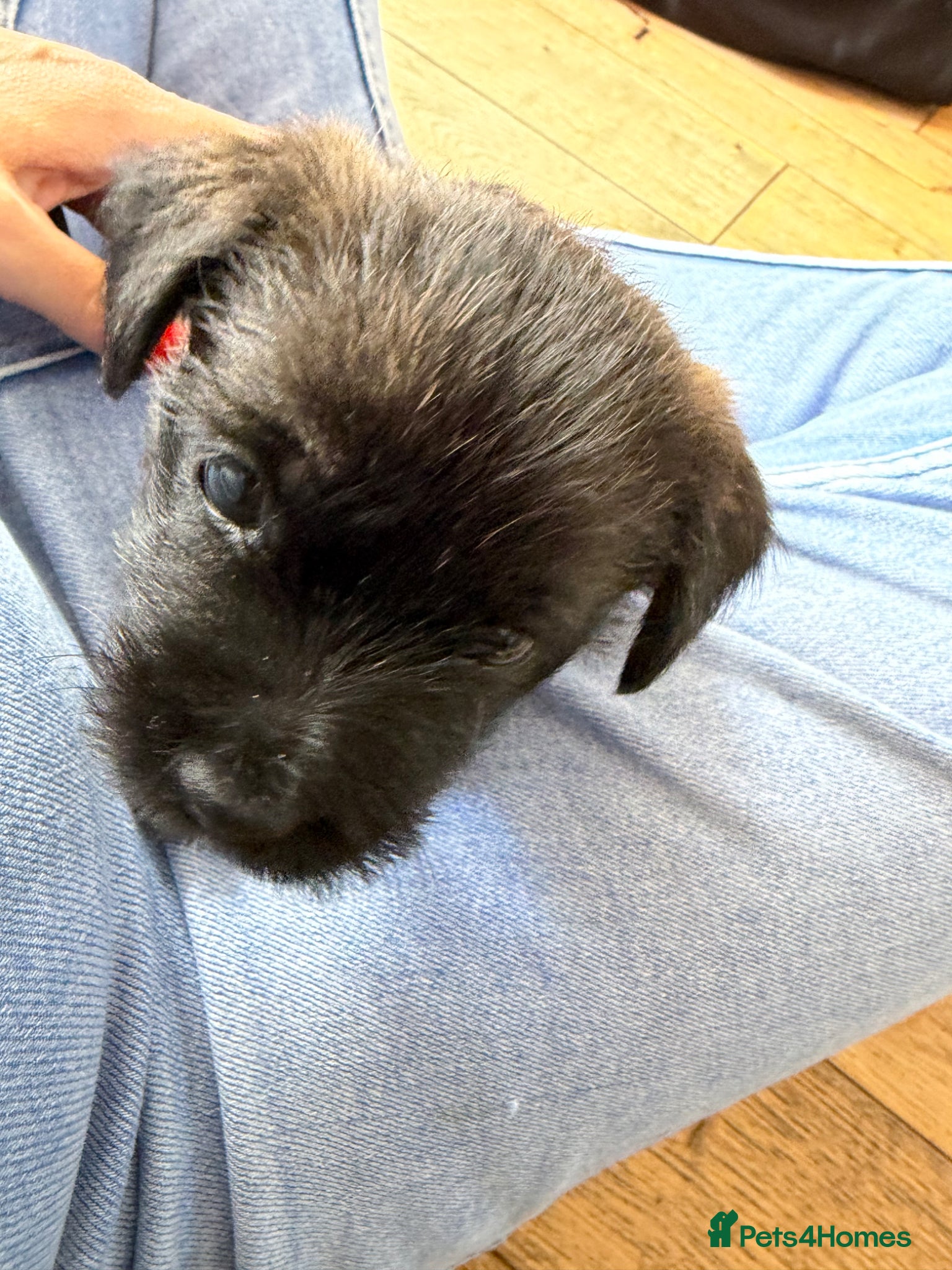 Cairn Terrier dogs for sale: Cairn Terrier Puppies in Doncaster - Advert 8