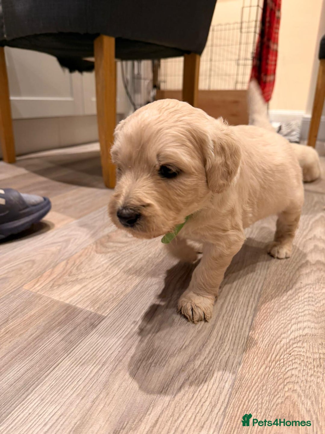 Goldendoodle dogs for sale: Golden doodle puppies  - Advert 16