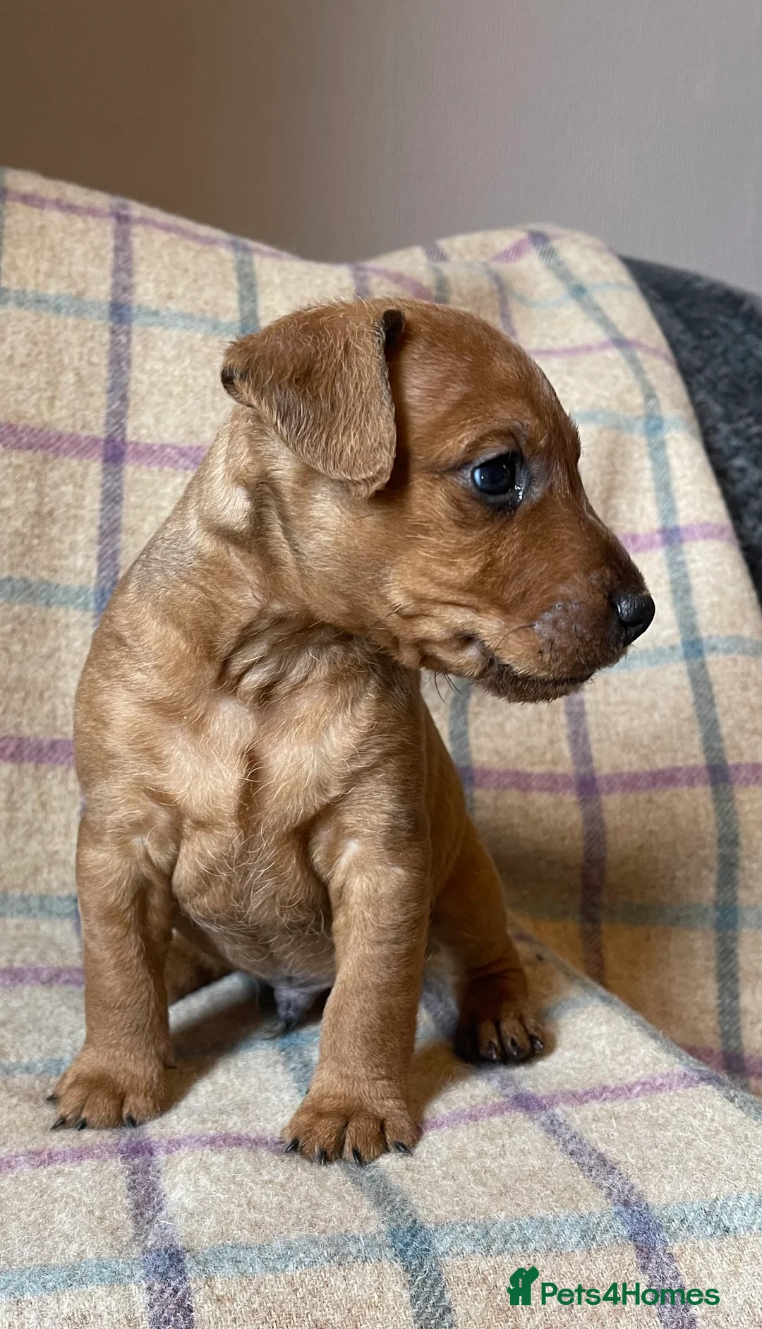 Lakeland Terrier dogs for stud: Proven Red Lakeland Terrier Stud in Builth Wells - Advert 12