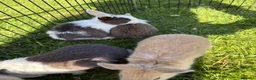 Dwarf Lop rabbits for sale: Beautiful and friendly babies - Advert 3