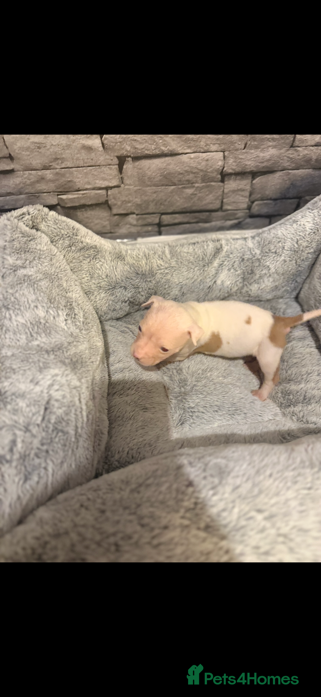 American Bulldog dogs for sale: American bulldog - Image 8