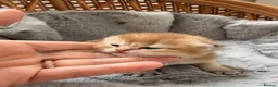 British Shorthair cats for sale: BSH golden kittens show quality TICA reg - Advert 6