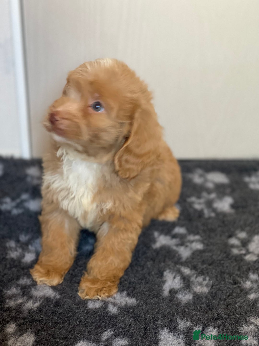 Cockapoo dogs for sale: Adorable cockapoo pups - Advert 13