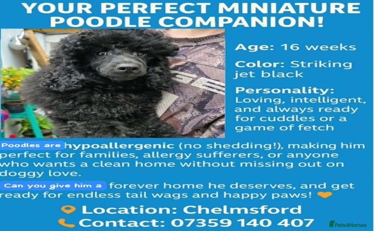 Miniature Poodle dogs in Chelmsford - Advert 4