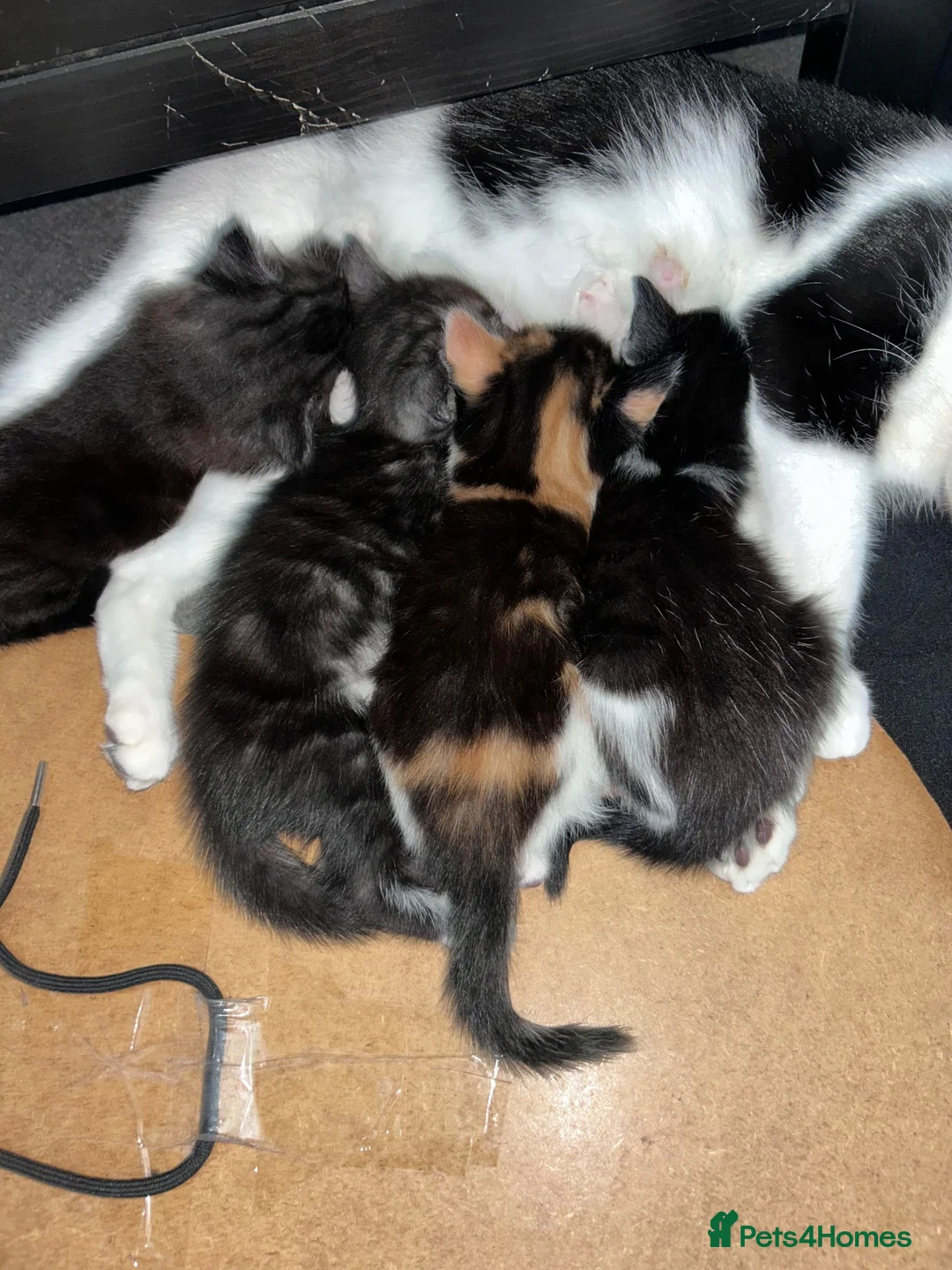 Mixed Breed cats for sale: 4 gorgeous kittens  - Advert 1