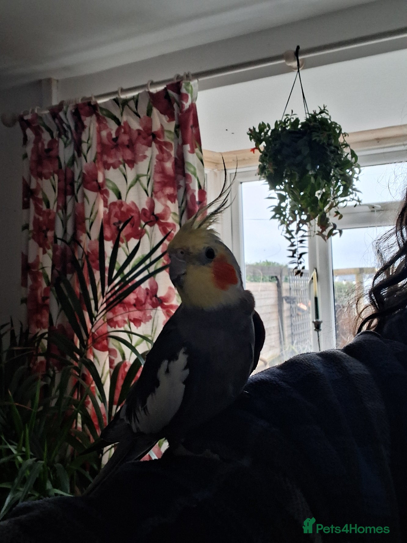 Cockatiels birds Cockatiel+ Cage+Accessories for Sale - Advert 15