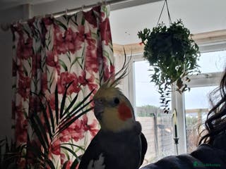 Cockatiels birds Cockatiel+ Cage+Accessories for Sale - Advert 1