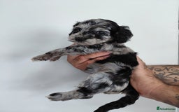 Doxiepoo dogs for sale: Beautiful fluffy Doxipoo puppies - Image 6