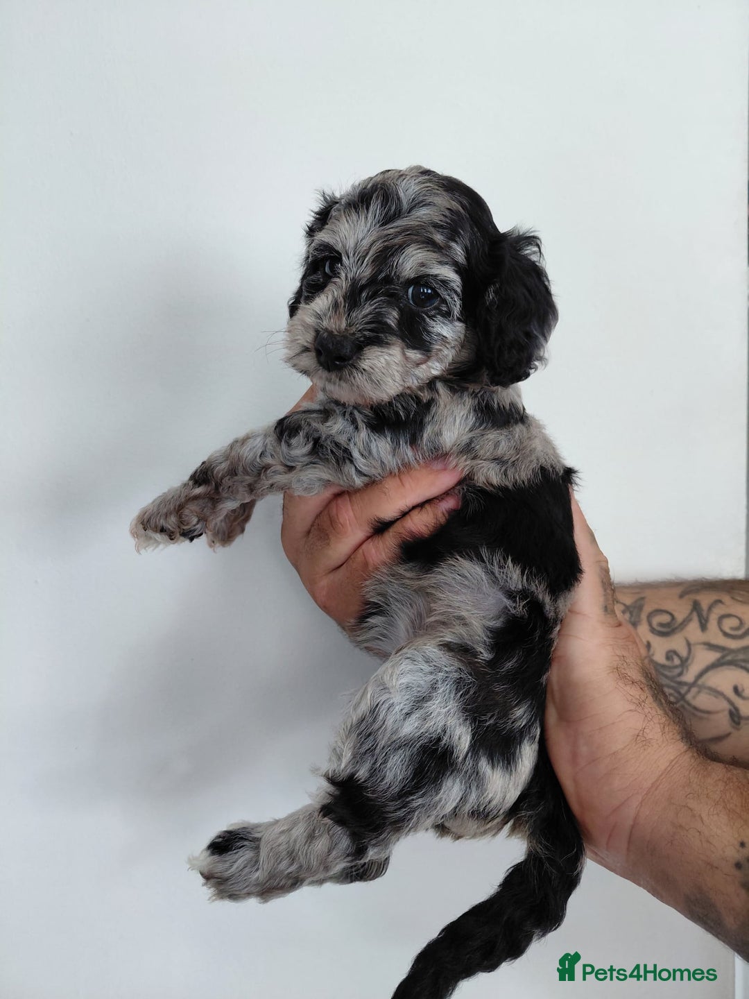 Doxiepoo dogs for sale: Beautiful fluffy Doxipoo puppies - Image 6