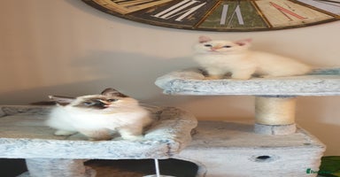 Ragdoll cats - Advert 4
