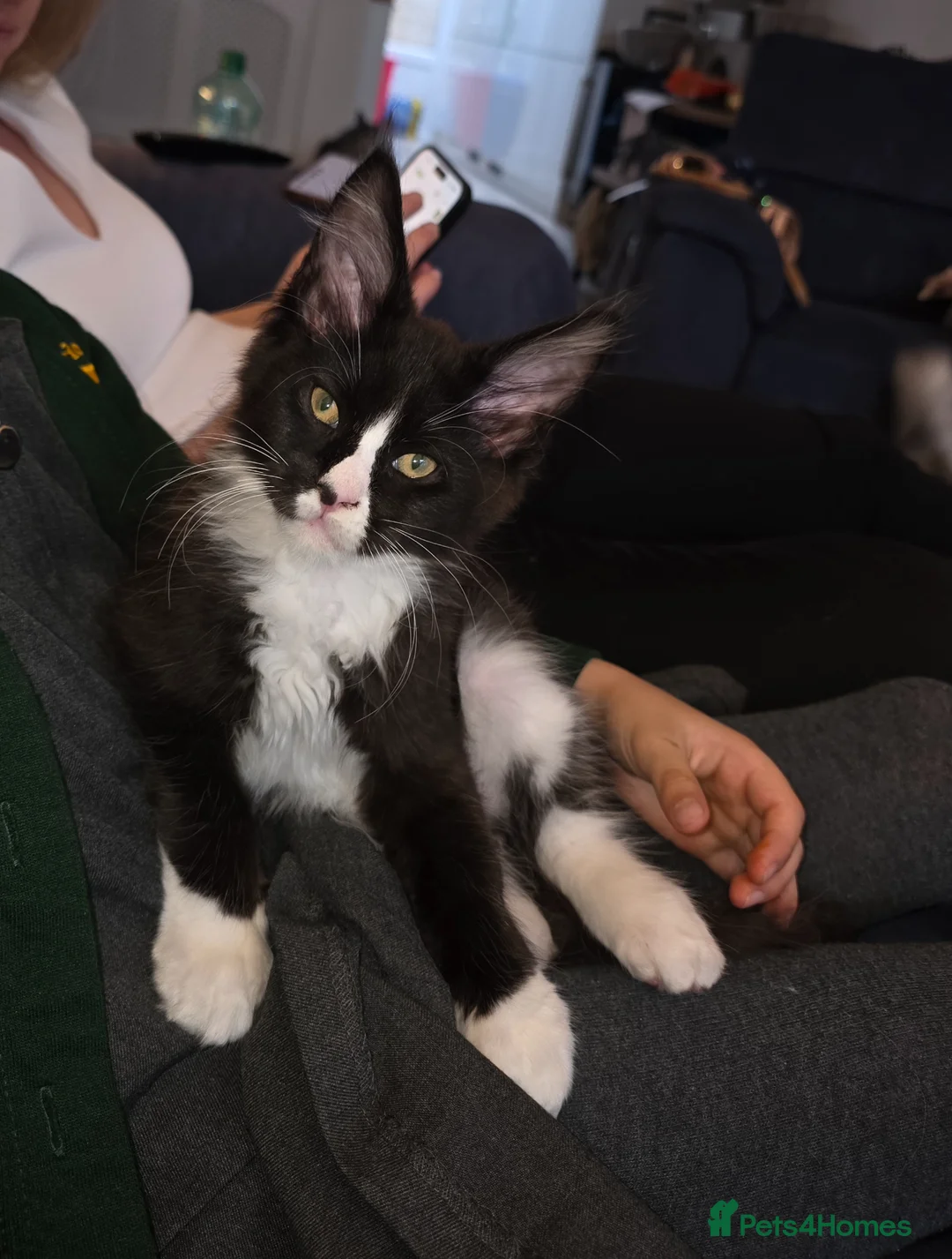 Maine Coon cats for sale: Maine Coon kitten boy - Advert 1