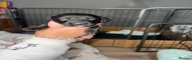 Cockapoo 4