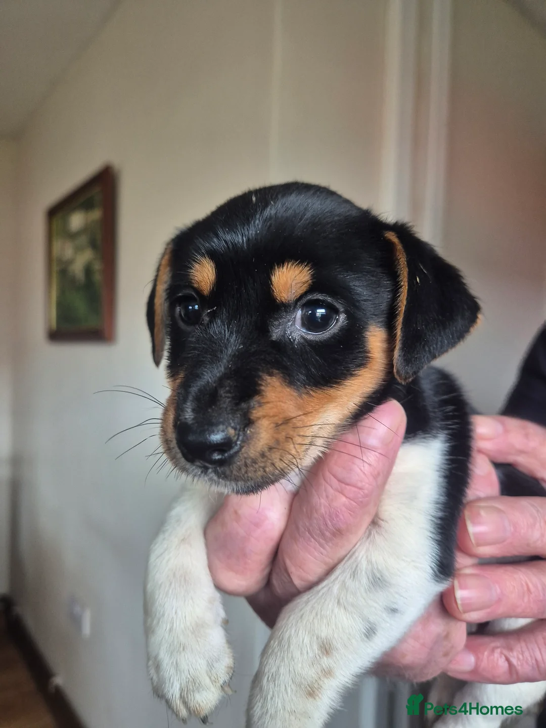 Jack Russell dogs for sale: Jack Russell puppy - Advert 4