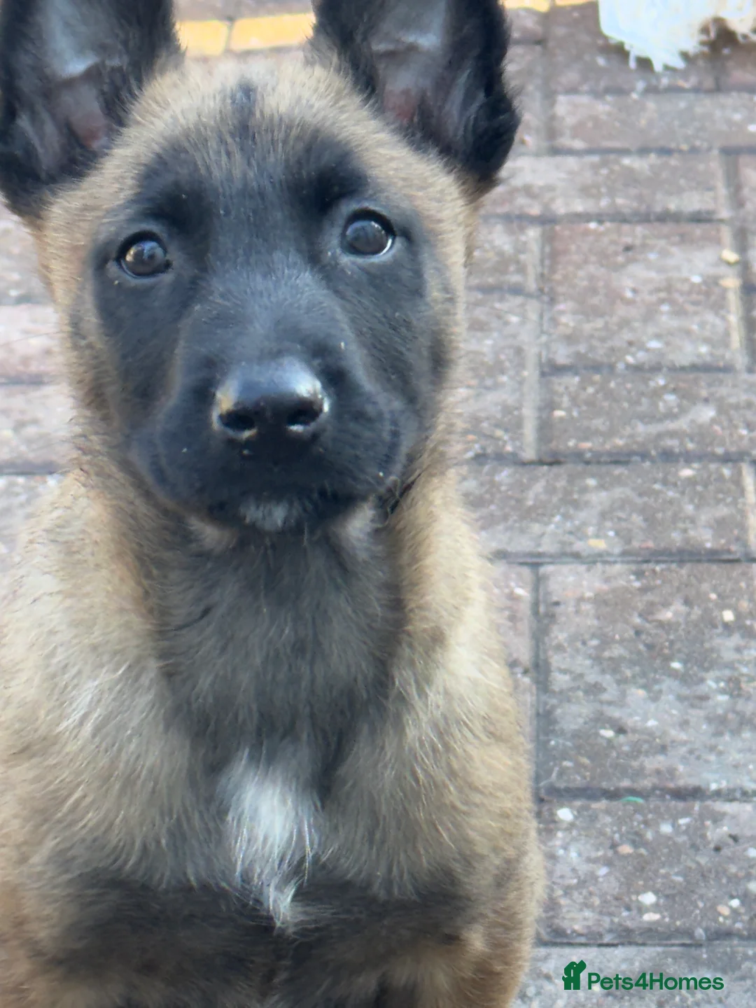 Belgian Shepherd Dog dogs for sale: Belgium Shepherd - Advert 10