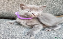 Mixed Breed cats for sale: Grey kittens  - Image 4