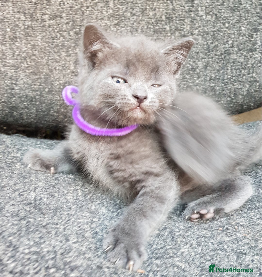 Mixed Breed cats for sale: Grey kittens  - Image 4