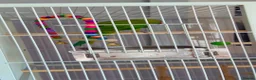 Ringnecks birds for sale: Indian Ringneck parrot  in Tamworth - Advert 2
