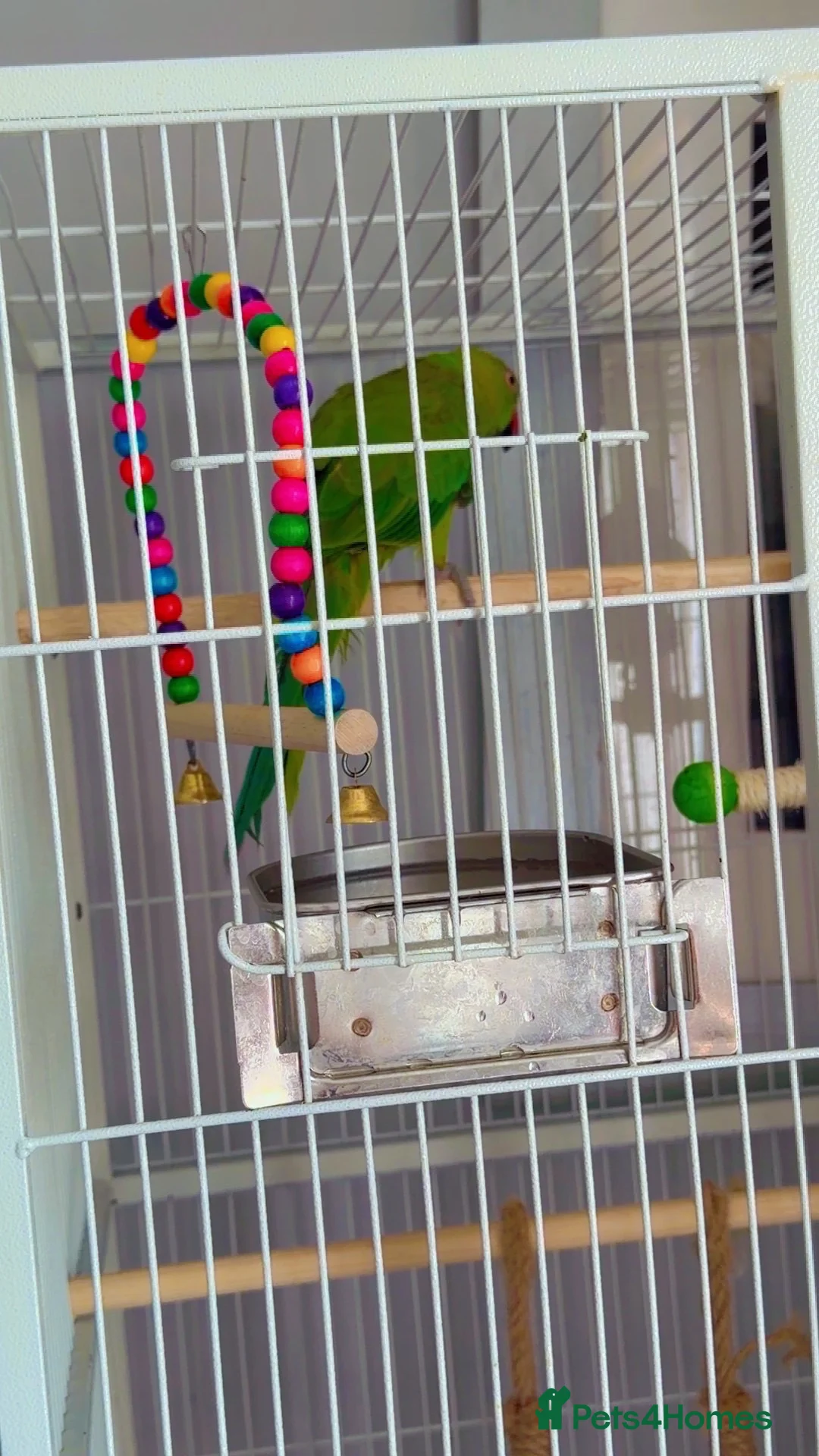 Ringnecks birds for sale: Indian Ringneck parrot  in Tamworth - Advert 2