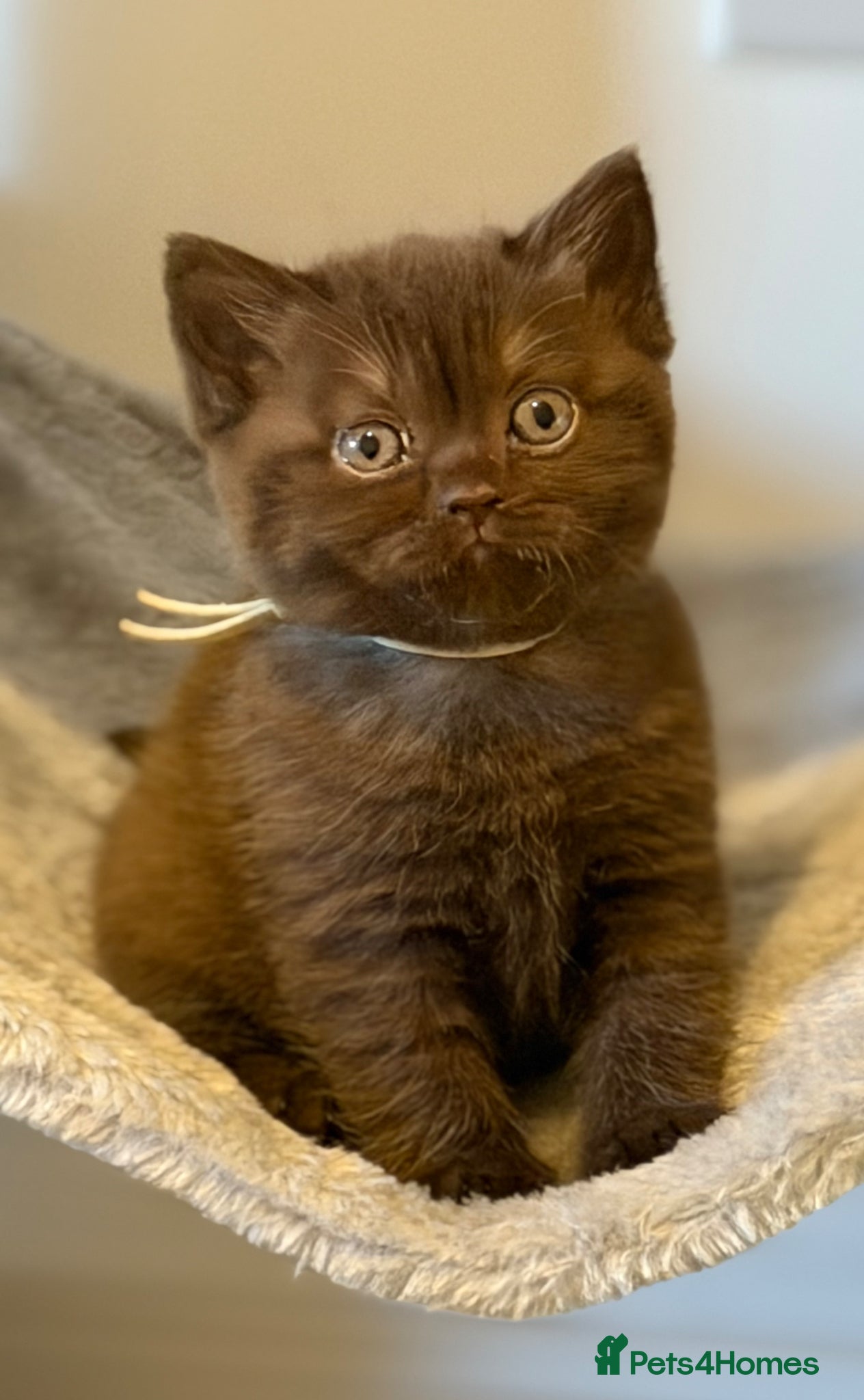 British Shorthair cats 2 girls - Cinnamon and Chocolate BSH  - Advert 11