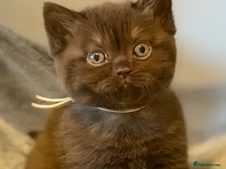 British Shorthair cats 2 girls - Cinnamon and Chocolate BSH - Advert 11