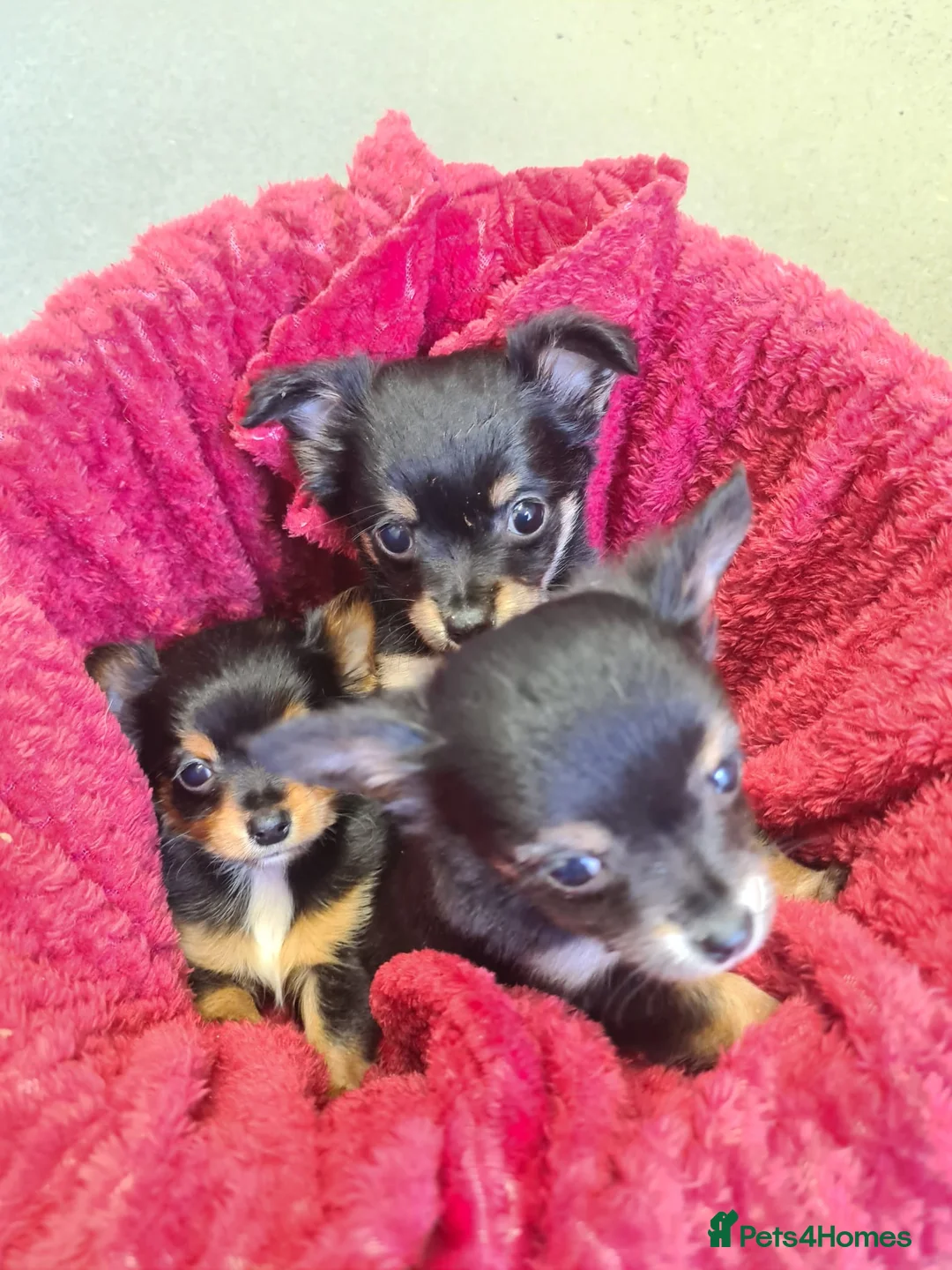 Chihuahua dogs for sale: 2 chihuahua female pups  - Advert 2