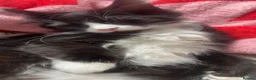 Mixed Breed cats for sale: Ragdoll cross kittens 2 left  - Advert 6