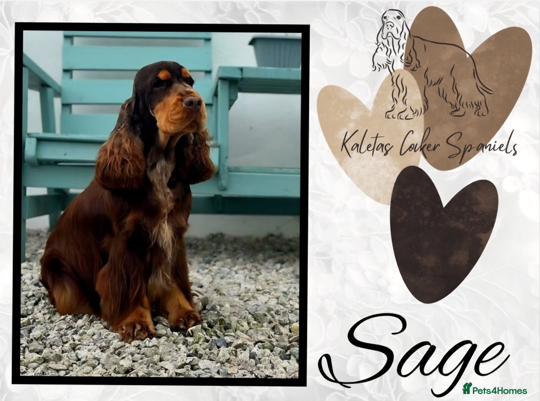 Cocker Spaniel dogs for sale: FULL Health Tested Show Line puppies due - Advert 9