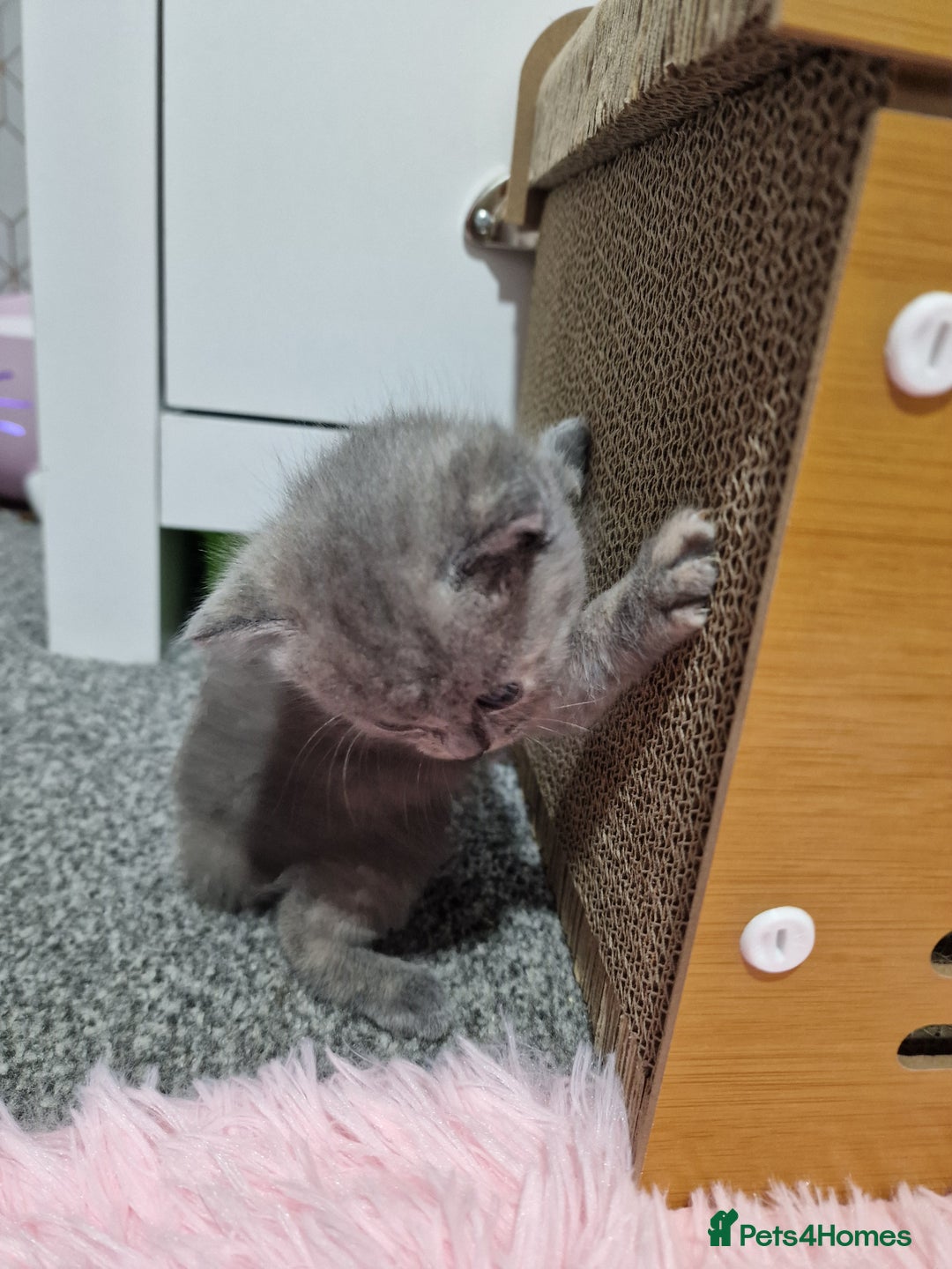 Mixed Breed cats for sale: Bsh cross maine coon - Image 10