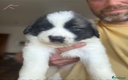 Pyrenean Mastiff dogs for sale: KC registered Pyrenean Mastiffs - Image 13
