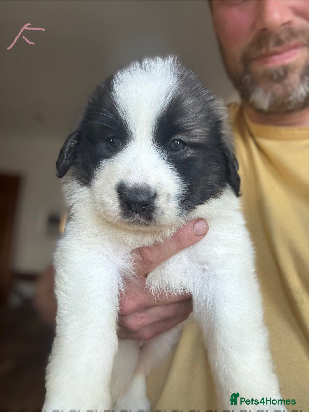 Pyrenean Mastiff dogs for sale: KC registered Pyrenean Mastiffs - Image 13