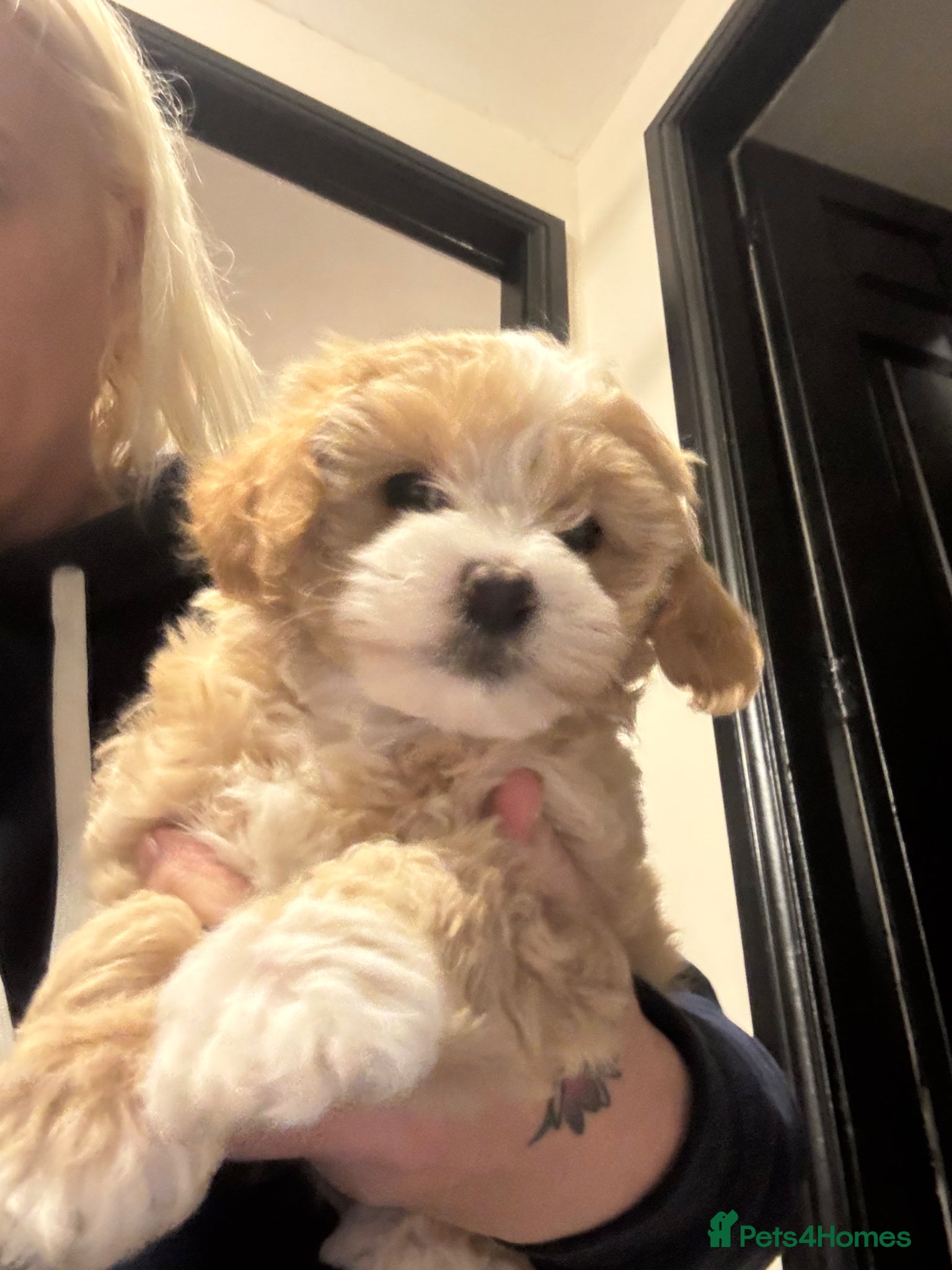 Maltipoo dogs Teddy Bear Maltipoo puppies  - Advert 2