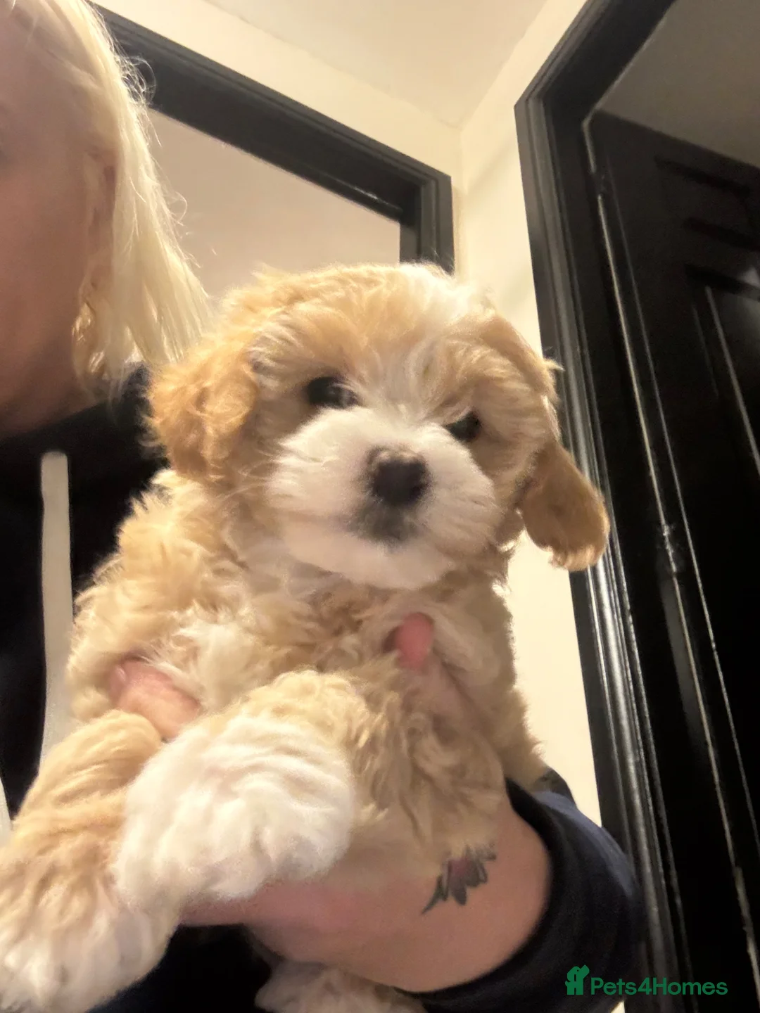 Maltipoo dogs for sale: Teddy Bear Maltipoo puppies  - Advert 1