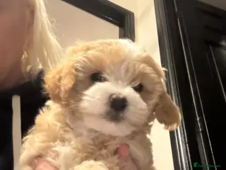 Maltipoo dogs Teddy Bear Maltipoo puppies - Advert 2