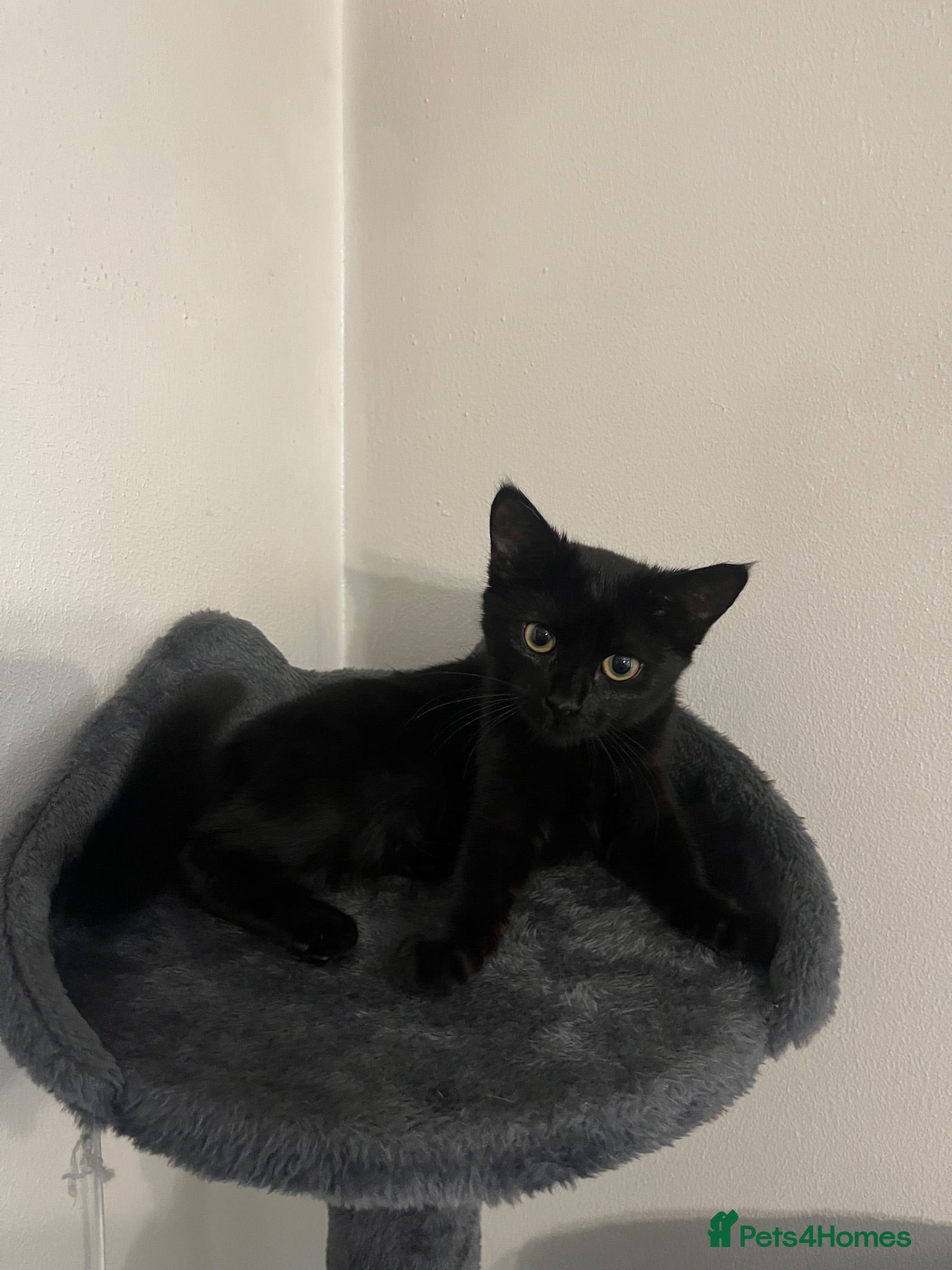 Domestic Shorthair cats Cocoa - Advert 8