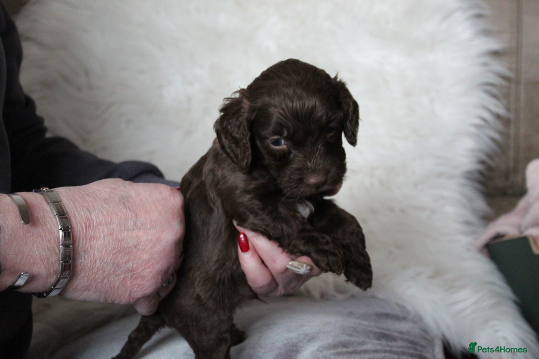 Cockapoo dogs for sale: Cockapoo puppies. - Advert 14