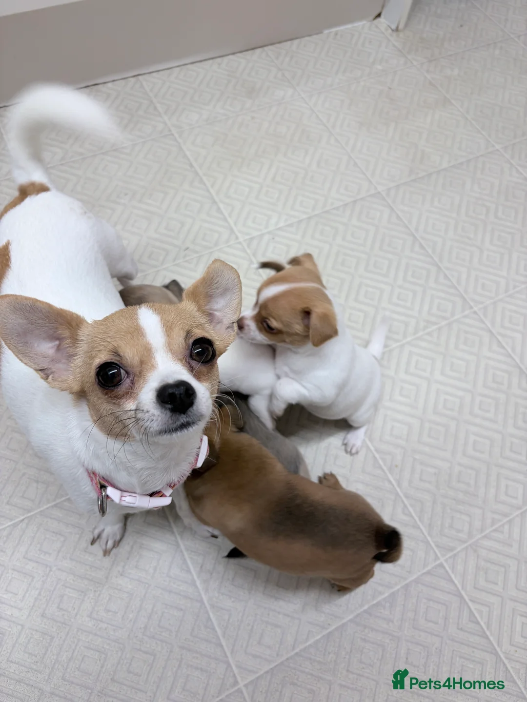 Mixed Breed dogs for sale: Chi-Jack-Weenie puppies - Advert 5