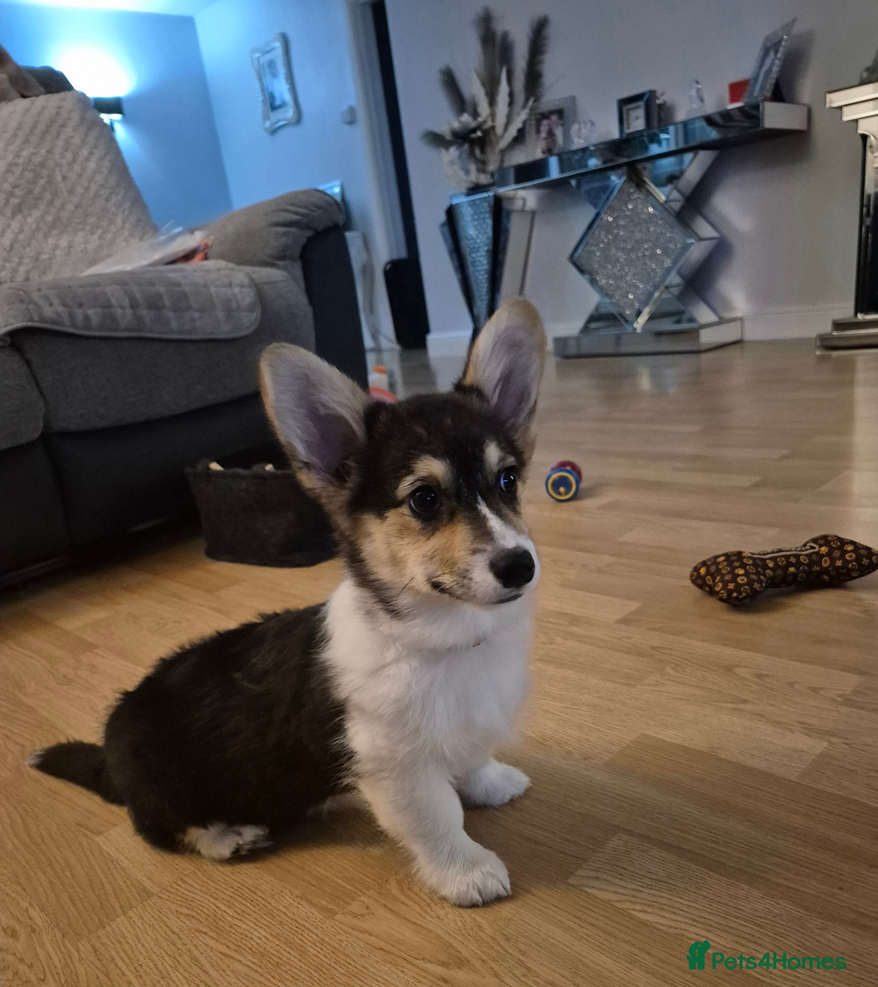 Welsh Corgi Pembroke dogs Kc reg Serbian lined female - Advert 5