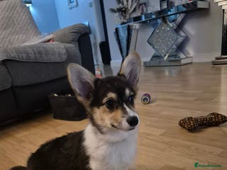Welsh Corgi Pembroke dogs Kc reg Serbian lined female - Advert 14