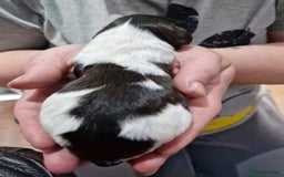 Sproodle dogs for sale: F1 Parti Sproodles 💥 REDUCED 💥 LAST TWO MALES 💥 in Kidderminster - Image 24
