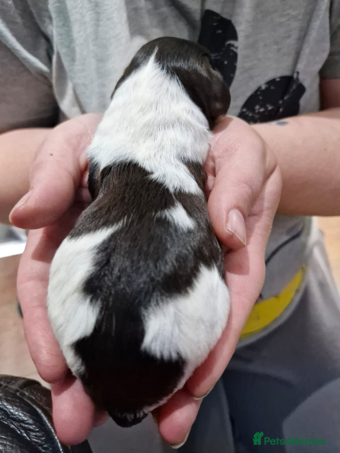 Sproodle dogs for sale: F1 Parti Sproodles 💥 REDUCED 💥 LAST TWO MALES 💥 in Kidderminster - Image 24