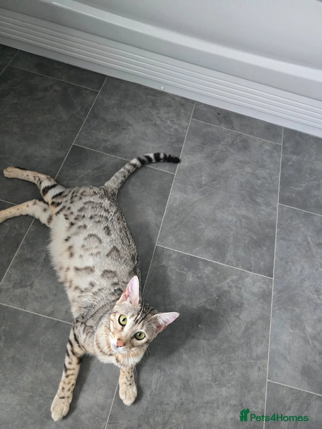 Bengal cats for sale: Bengal ready now  - Advert 2