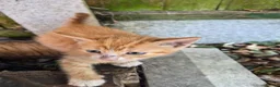 Mixed Breed cats for sale: Adorable Kittens for Sale – 3 Boys, 2 Girls in London - Advert 26