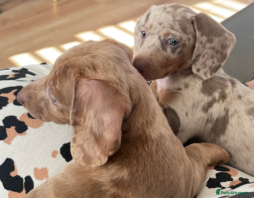 Miniature Dachshund dogs for sale: 2 x Miniature dachshund  - Image 10