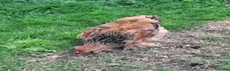 Chickens poultry for sale: Pair of Buff Columbian Brahma large fowl    - Advert 2