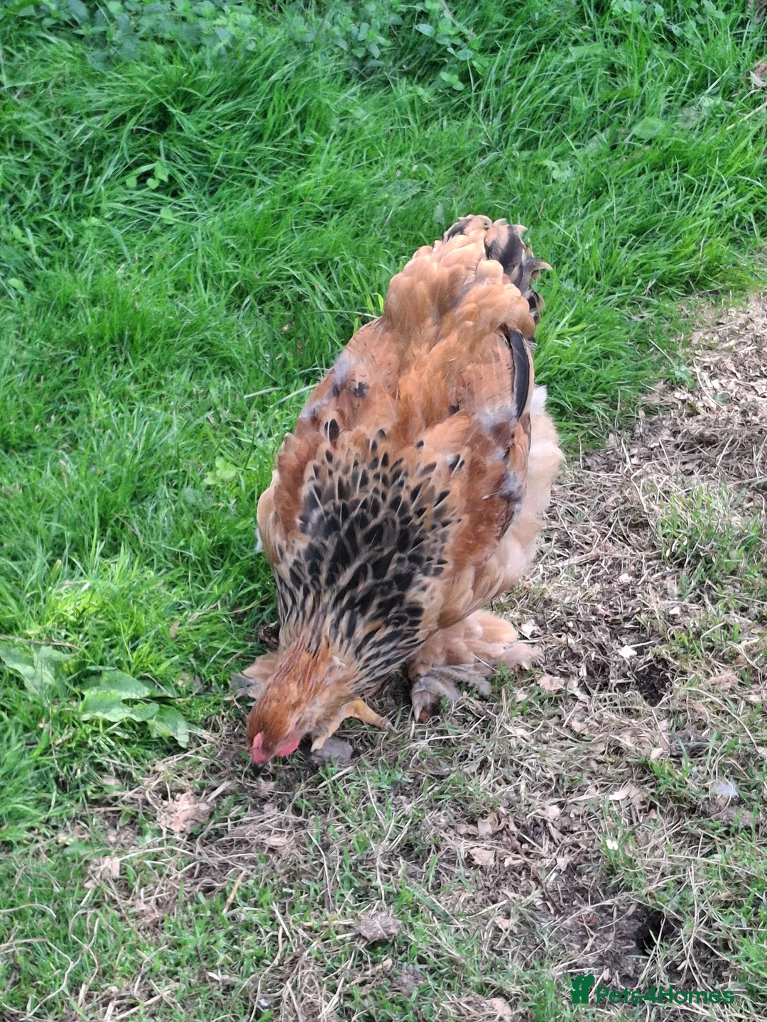 Chickens poultry for sale: Pair of Buff Columbian Brahma large fowl    - Advert 2