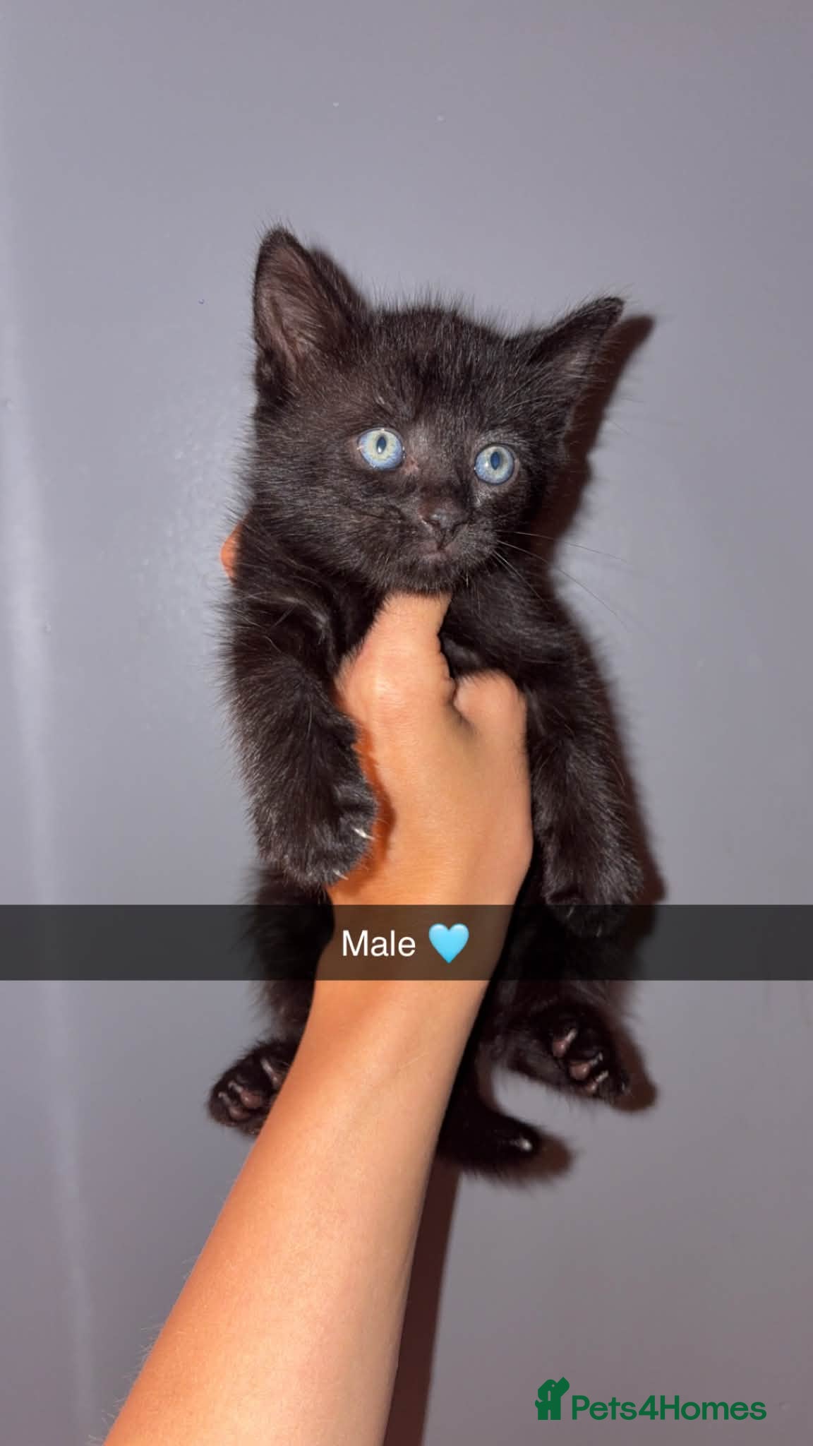 Mixed Breed cats 4 kittens  - Advert 3