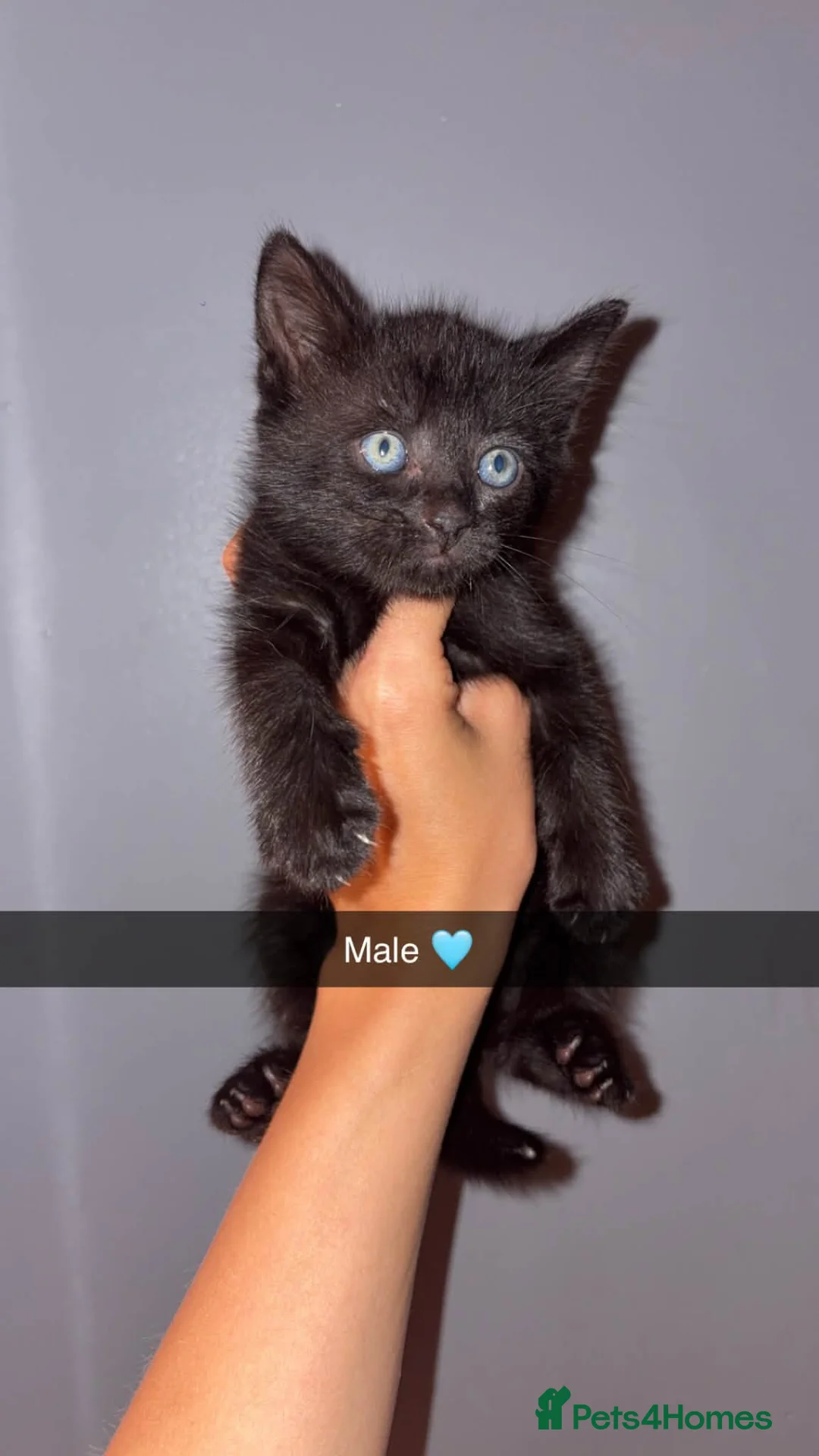 Mixed Breed cats for sale: 4 kittens  - Advert 1