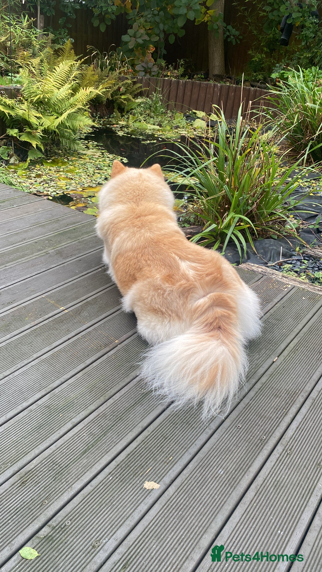 Mixed Breed dogs for sale: Darcy  - Advert 9