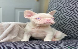 French Bulldog dogs for sale: Unique Pink/Fluffy French bulldogs READY - Image 8